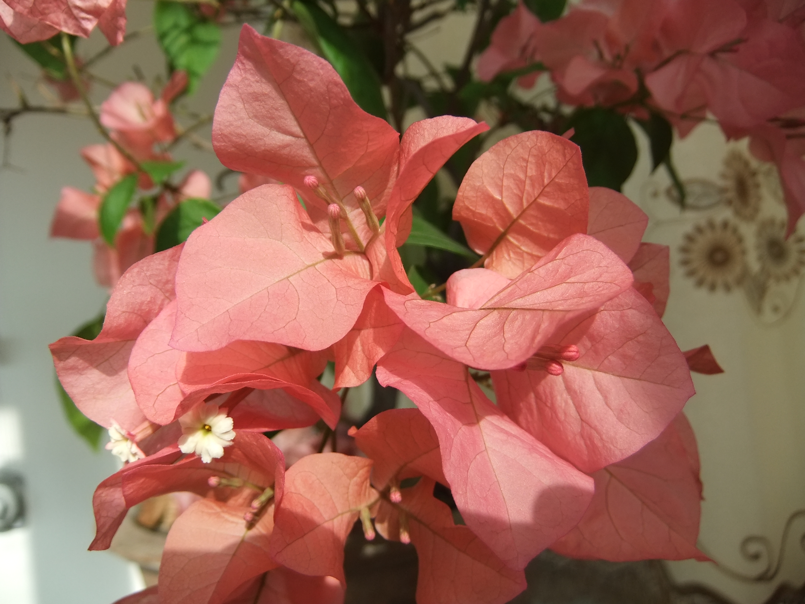 DSCF1154.JPG