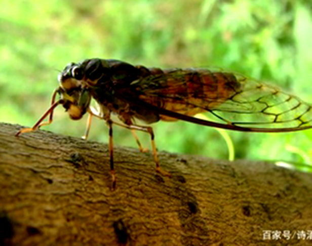 t0121e7415849d37665.webp.png